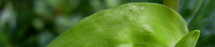 Anklicken um das ganze Bild zu sehen  Gemeine Tagblume Blüte blau Commelina communis