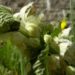 Zurück zum kompletten Bilderset Weiße Taubnessel Blüte weiß Lamium album