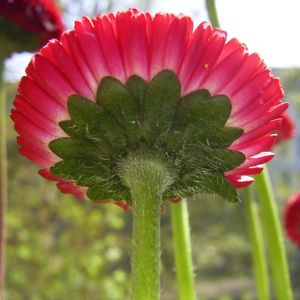 Tausendschoen rot bluehend Bellis perennis 02