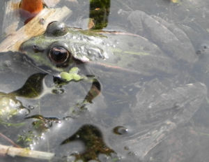Teichfrosch gruen Rana esculenta 01