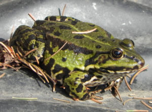 Teichfrosch gruen Rana esculenta 06