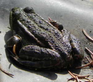 Teichfrosch gruen Rana esculenta 07