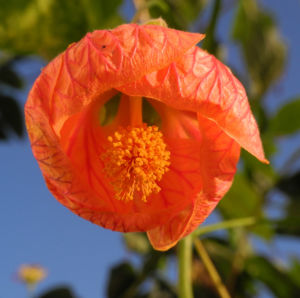Thompson Schoenmalve Bluete orange Abutilon pictum Thompsonii 07