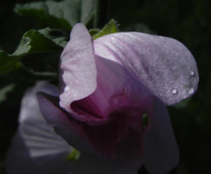 Thueringer Strauchpappel Bluete hellrosa Lavatera thuringiaca 09