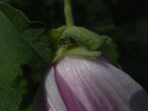 Thueringer Strauchpappel Bluete hellrosa Lavatera thuringiaca 13