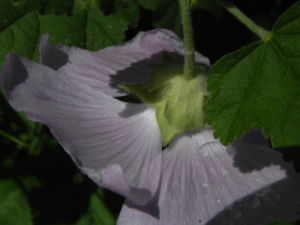 Thueringer Strauchpappel Bluete hellrosa Lavatera thuringiaca 14
