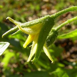 Tomate Bluete Lycopersicon esculentum 02