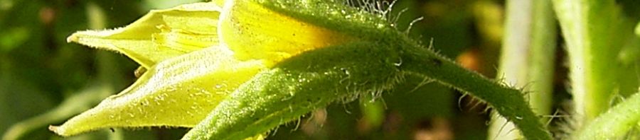 Anklicken um das ganze Bild zu sehen  Tomate Blüte - Lycopersicon esculentum