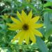 Zurück zum kompletten Bilderset Topinambur Blüte gelb Helianthus tuberosus