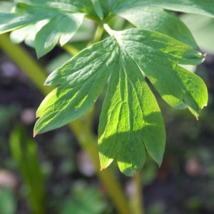 Traenendes Herz Blatt gruen Lamprocapnos spectabilis 01