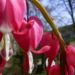 Zurück zum kompletten Bilderset Tränendes Herz Blüte pink Lamprocapnos spectabilis