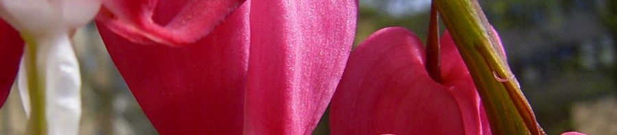 Anklicken um das ganze Bild zu sehen  Tränendes Herz Blüte pink Lamprocapnos spectabilis
