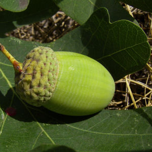 Trauben Eiche Eichel Quercus petraea 03