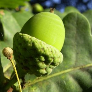 Trauben Eiche Eichel Quercus petraea 04