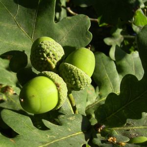 Trauben Eiche Eichel Quercus petraea 05