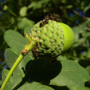 Trauben Eiche Eichel Quercus petraea 06