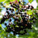 Zurück zum kompletten Bilderset Roter Holunder Strauch Beeren schwarz Sambucus racemosa