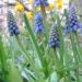 Zurück zum kompletten Bilderset Armenische Traubenhyazinthe Blüte blau Muscari armeniacum