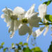 Zurück zum kompletten Bilderset Trauben-Prunkspiere Blüte weiß Exochorda racemosa