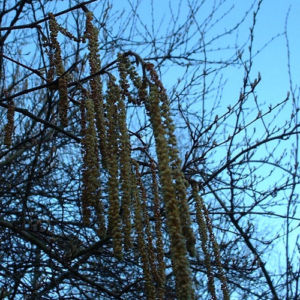 Trauerweide Salix alba 03