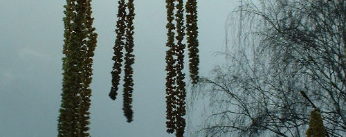 Anklicken um das ganze Bild zu sehen  Trauerweide Blüte Salix alba
