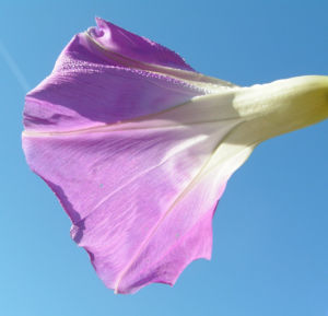 Trichterwinde Prachtwinde Blueten lila Ipomoea tricolor 01