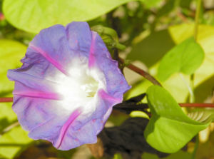 Trichterwinde Prachtwinde Blueten lila Ipomoea tricolor 02