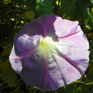 Trichterwinde Prachtwinde Blueten lila Ipomoea tricolor 03
