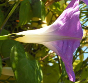 Trichterwinde Prachtwinde Blueten lila Ipomoea tricolor 04
