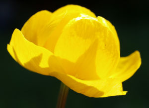 Trollblume Bluete gelb Trollius europaeus 02
