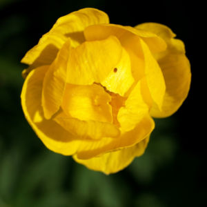 Trollblume Bluete gelb Trollius europaeus 05
