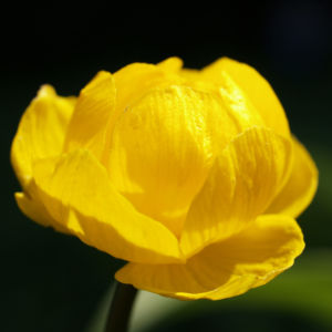 Trollblume Bluete gelb Trollius europaeus 06