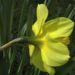Zurück zum kompletten Bilderset Trompeten Narzisse Blüte gelb Narcissus pseudonarcissus