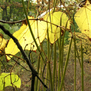 Trompetenbaum Blatt Frucht gelbgruen Catalpa bignonioides 01