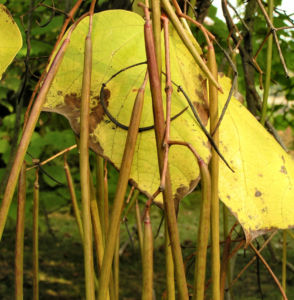 Trompetenbaum Blatt Frucht gelbgruen Catalpa bignonioides 02