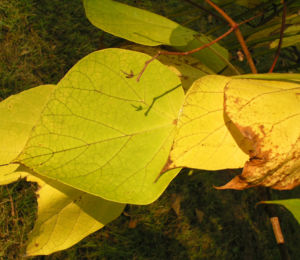 Trompetenbaum Blatt Frucht gelbgruen Catalpa bignonioides 04