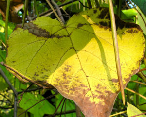 Trompetenbaum Blatt Frucht gelbgruen Catalpa bignonioides 05