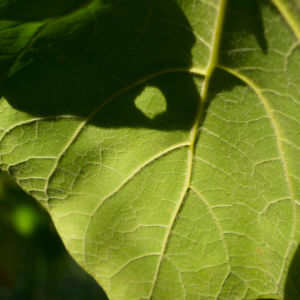 Trompetenbaum Blatt gruen Catalpa bignonioides 04