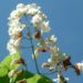 Zurück zum kompletten Bilderset Trompetenbaum Blüte weiß Catalpa bignonioides