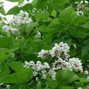Trompetenbaum Catalpa bignonioides 01