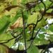 Zurück zum kompletten Bilderset Gewöhnlicher Trompetenbaum Blatt grün Blüte weiß Catalpa bignonioides