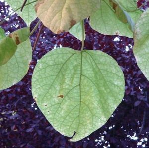 Trompetenbaum Catalpa bignonioides 03