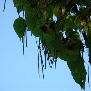 Trompetenbaum Catalpa bignonioides 04