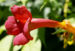 Zurück zum kompletten Bilderset Amerikanische Klettertrompete Trompetenblume Blüte rot Campsis radicans