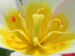 Zurück zum kompletten Bilderset Tulpe Blüte gelb rot Tulipa
