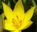 Zurück zum kompletten Bilderset Wildtulpe Blüte gelb sternförmig Tulipa urumiensis