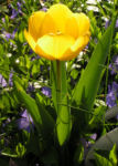 Tulpe Bluete gelb Tulipa 01