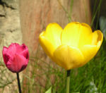 Tulpe Bluete gelb Tulipa 03