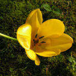 Tulpe Bluete gelb Tulipa 06