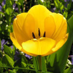 Tulpe Bluete gelb Tulipa 07
